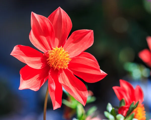 ダリアの花 — ストック写真