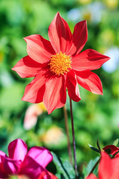 Dahlia blomma — Stockfoto