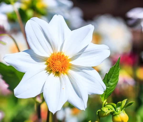 Dahlienblüte — Stockfoto