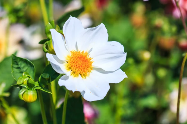 Flor da Dália — Fotografia de Stock