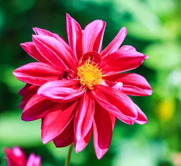 Dahlia bloem — Stockfoto