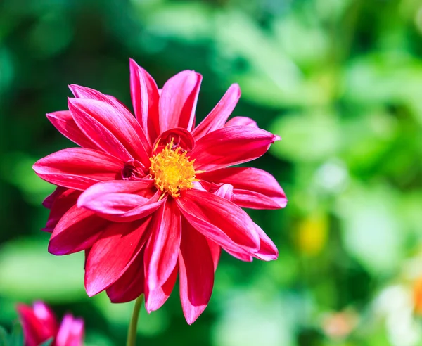 Dahlienblüte — Stockfoto