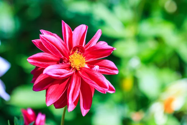 Dahlia blomma — Stockfoto