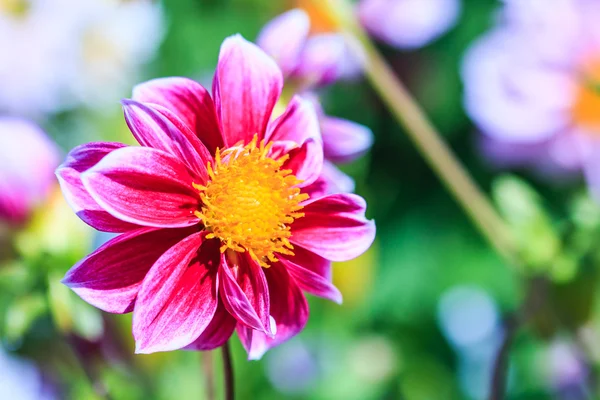 Dahlienblüte — Stockfoto