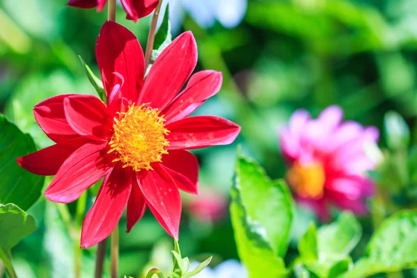 Цветок Далии — стоковое фото