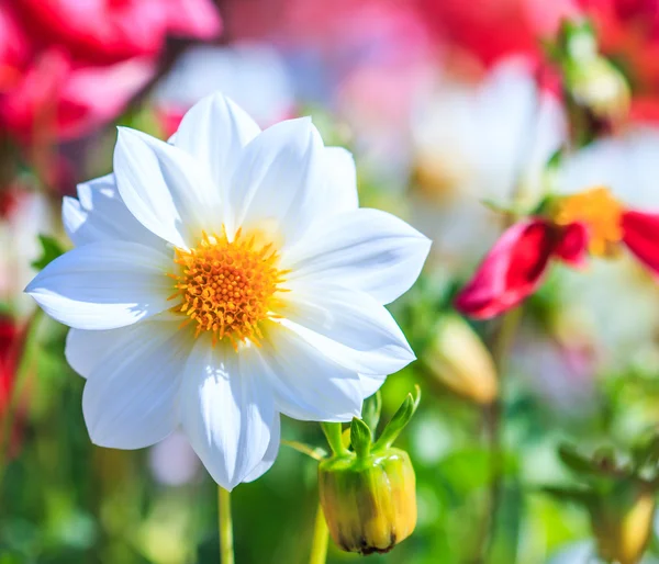 Dahlienblüte — Stockfoto