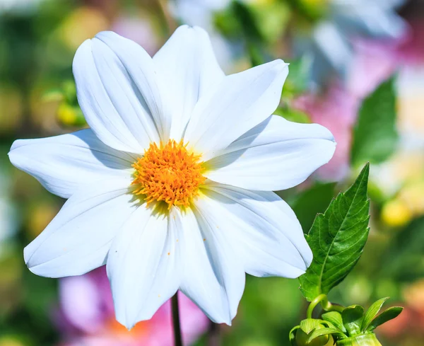 Flor da Dália — Fotografia de Stock