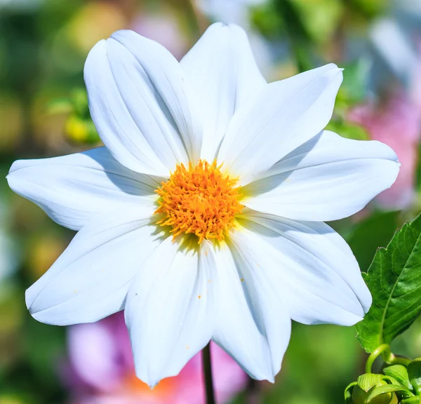 Flor de Dalia —  Fotos de Stock