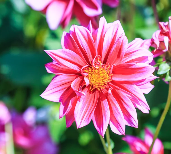 Dahlia blomma — Stockfoto