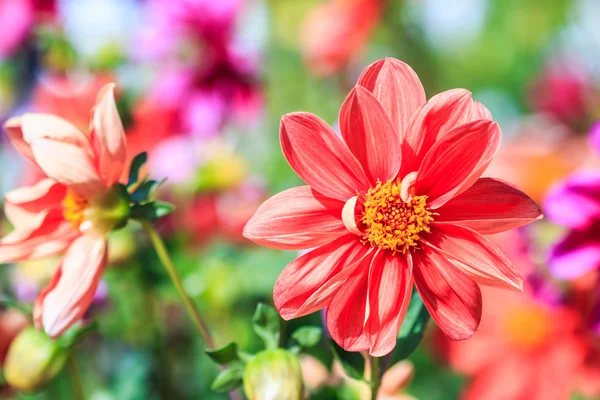 Flor da Dália — Fotografia de Stock