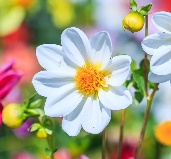 Dahlia blomma — Stockfoto