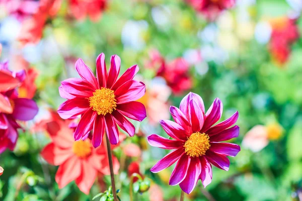 Flor da Dália — Fotografia de Stock