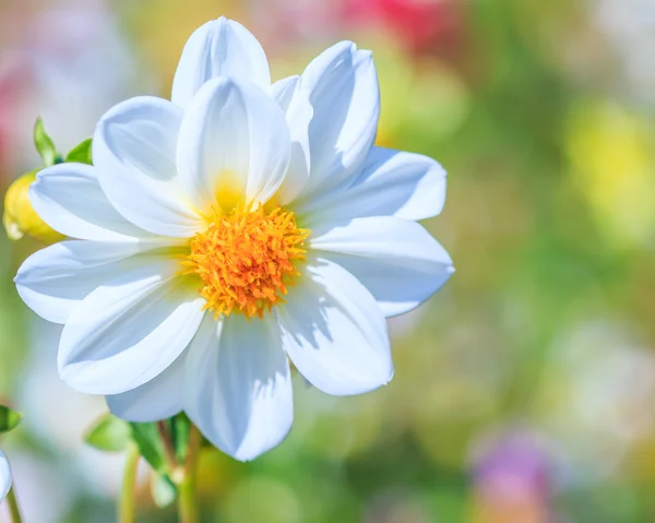 Flor da Dália — Fotografia de Stock