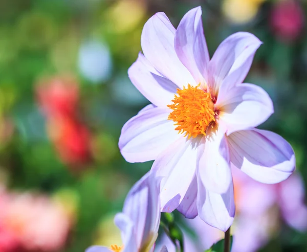 Flor da Dália — Fotografia de Stock