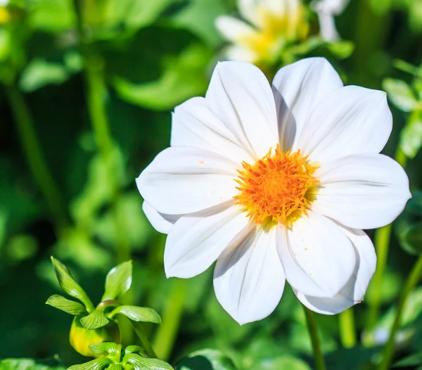 Flor da Dália — Fotografia de Stock