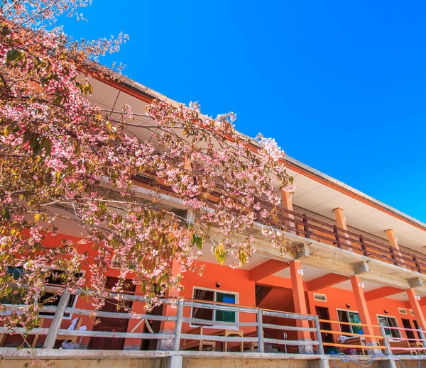 Körsbärsblommor framför hotel — Stockfoto