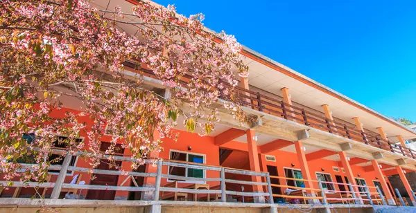 Cherry blossom in front of hotel — Stock Photo, Image