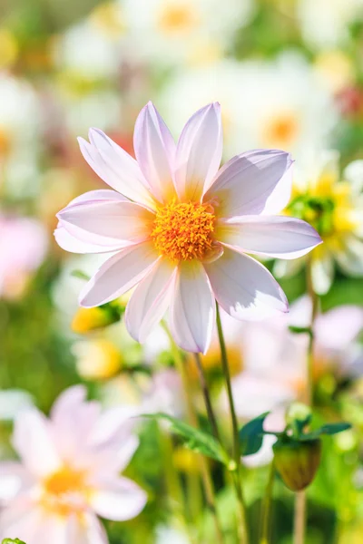 Dahlienblüte — Stockfoto