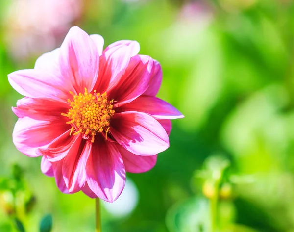 Flor da Dália — Fotografia de Stock