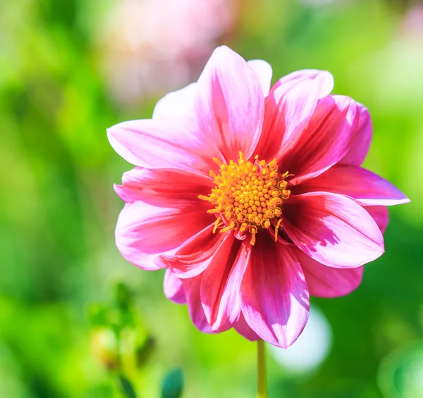 Flor da Dália — Fotografia de Stock