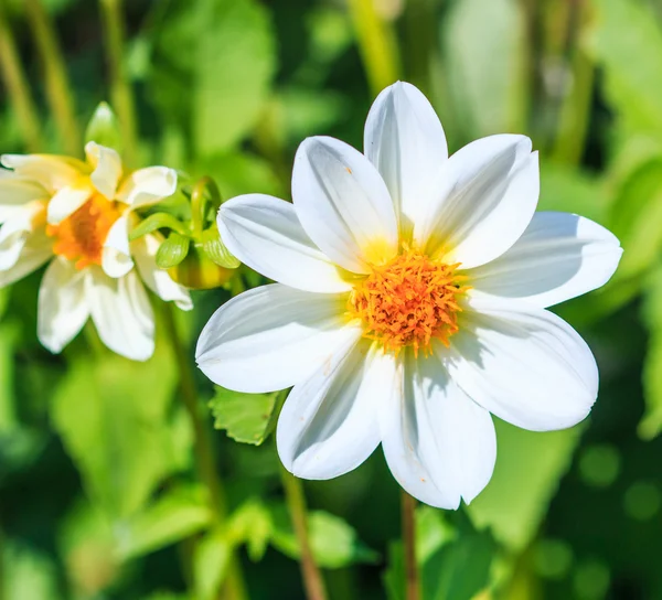 Dahlia blomma — Stockfoto