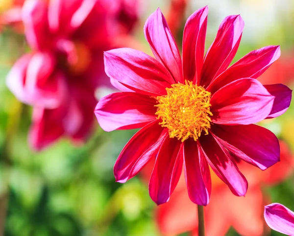 ダリアの花 — ストック写真