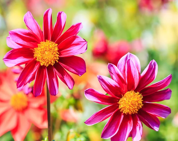 Dahlia flower — Stock Photo, Image