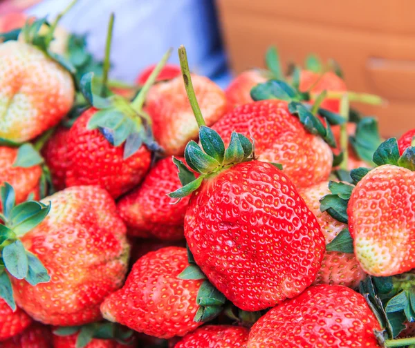 Frische Erdbeere — Stockfoto