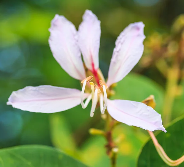 Bauhinia purpurea blomma — Stockfoto