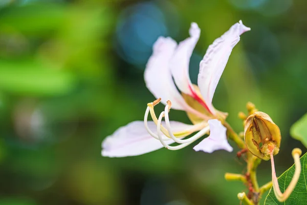 Bauhinia purpurea blomma — Stockfoto