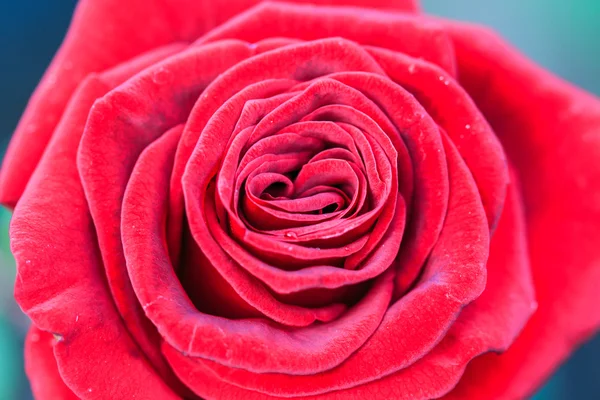 Red rose — Stock Photo, Image