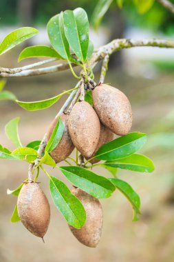 sapodilla meyve