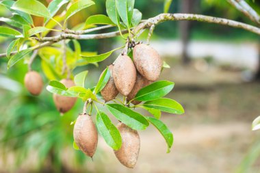 sapodilla meyve