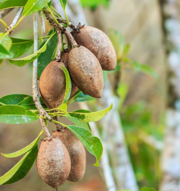 sapodilla meyve