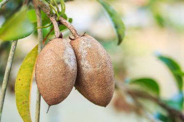 sapodilla meyve