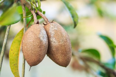 sapodilla meyve