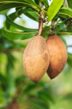 sapodilla meyve