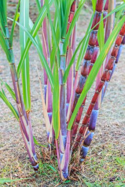 şeker kamışı bitkiler