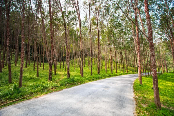 Street tree tunnel — Stock Photo, Image