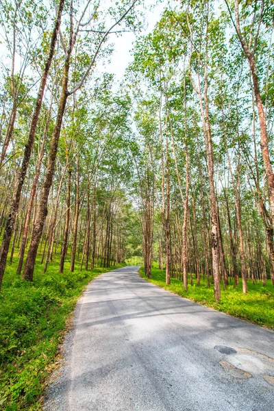 Street tree tunnel