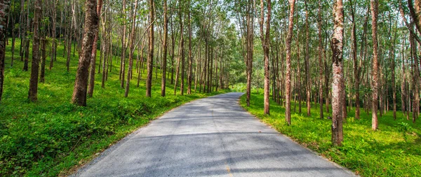 Street tree tunnel — Stock Photo, Image