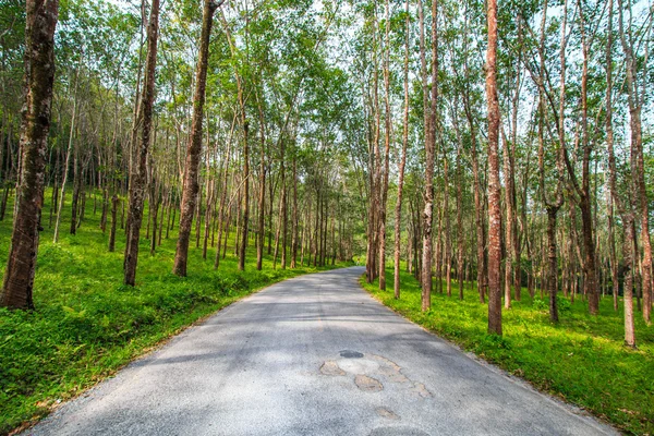 Street tree tunnel