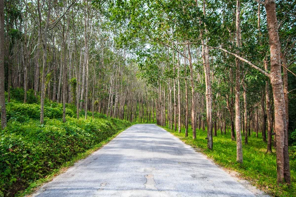 行道树隧道 — 图库照片