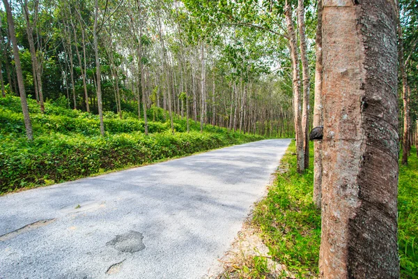 Street tree tunnel — Stock Photo, Image