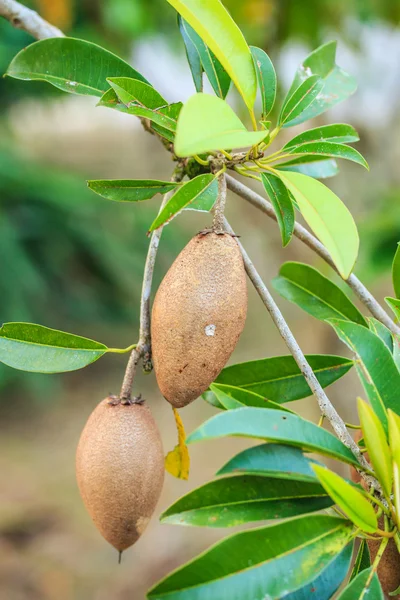 Frutta di Sapodilla — Foto Stock