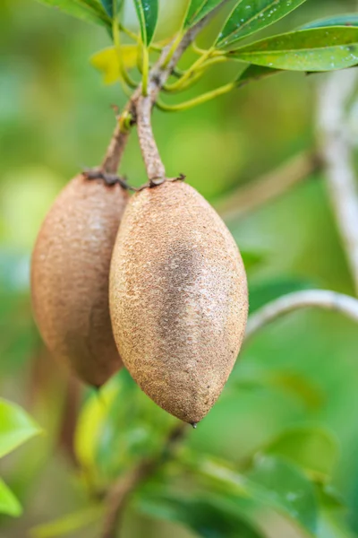 Fruta de la sapodilla — Foto de Stock