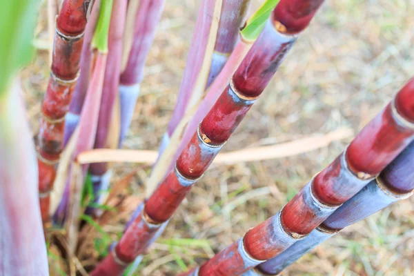 Sugarcane plants — Stock Photo, Image