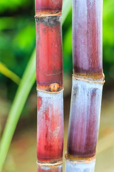 Sugarcane plants — Stock Photo, Image