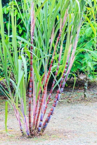 Piante di canna da zucchero — Foto Stock