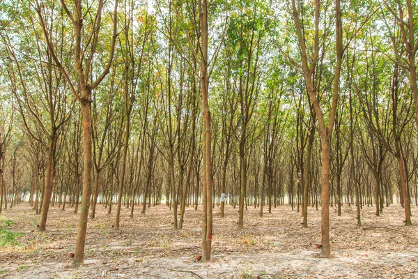 Árboles de caucho — Foto de Stock